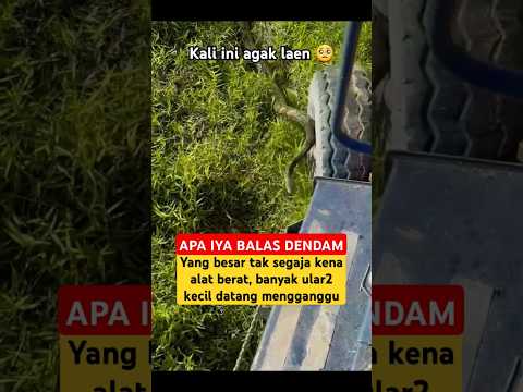 Pekerja kebun sering menghadapi situasi ini