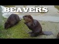 Beaver Ecology and Behavior