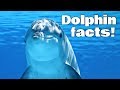 Dolphin Characteristics and Behavior