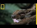 Canopy Mouse Survival Strategies
