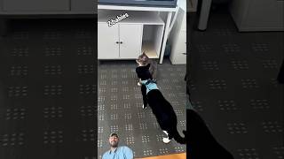 Cat meeting new kitten gone wrong... #love #cat #foryou #cute #youtubeshorts #shortvideo #trending