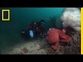 Deep-Sea Dive with the Giant Pacific Octopus