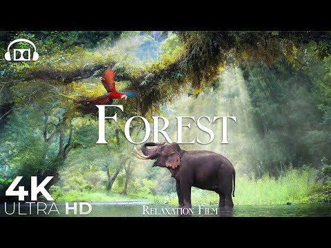 Asian Forest Sounds &#128024; Breathtaking Nature bath with Relaxing Music - 4k Video HD Ultra