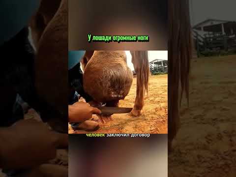 У лошади огромные ноги😯