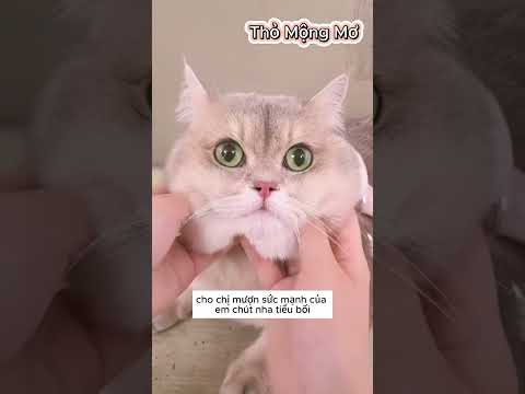 Cùng Chú Mèo May Mắn Đi Tìm Kho Báu Trong Thùng Rác #shorts
