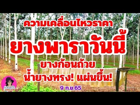 แจ้งข่าว!-ราคายางพาราวันนี้ยางแผ่นขึ้น-น้ำยางยางก้อนถ้วยทรงต สายรุ้ง เองค่ะ แจ้งข่าว! ราคายางพาราวันนี้ยางแผ่นขึ้น น้ำยางยางก้อนถ้วยทรงต