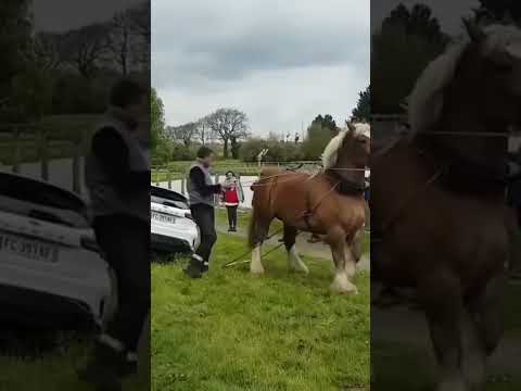La puissance du cheval de trait #horse #equestrian #horseriding #automobile #unstoppable #shorts
