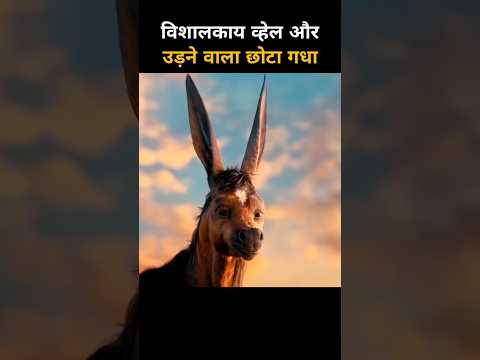 विशालकाय व्हेल और उड़ने वाला छोटा गधा #shorts