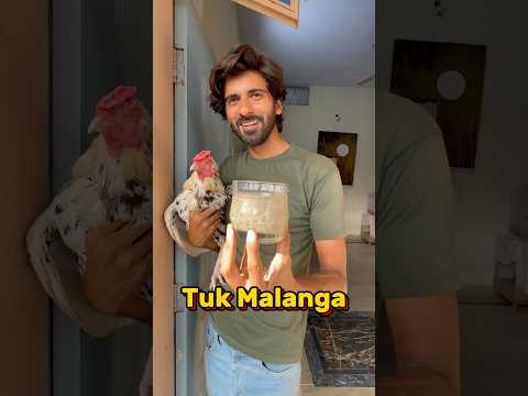 Tuk Malanga 🐓 P-1 #shorts #youtubeshorts #shortvideo #viral #aseel #petcare