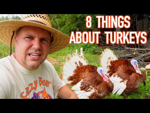 8 Things I've Learned Raising Turkeys