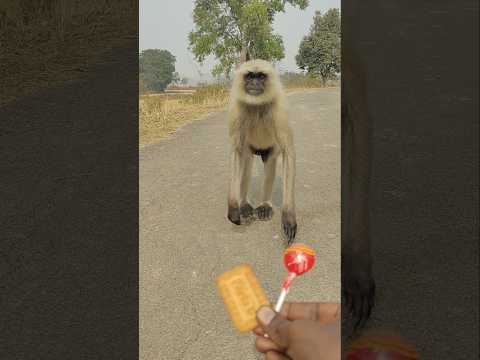 Love Hanuman