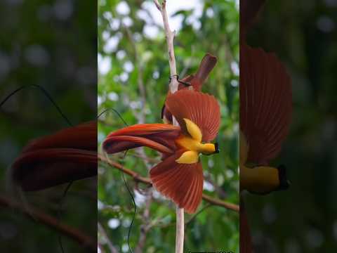 mau ketawa takut dosa masteran burung kicau burung hiburan warga+62 lucu funny comedy