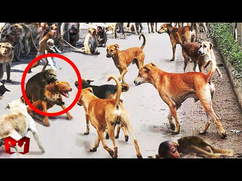 Gerombolan Induk Monyet Marah dan Membunuh 250 Anjing di India untuk Membalaskan Dendam Bayinya