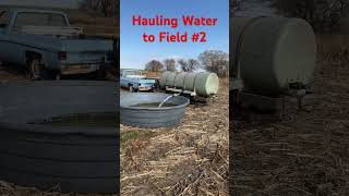 Watering Cattle