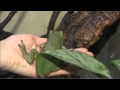 Frog Characteristics and Adaptations