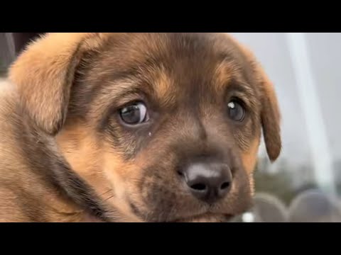 Left by his owner at the pet store entrance, he looked lost and terrified!