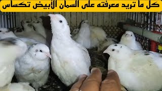 السمان الأبيض تكساس 🐣 | كل ما تريد معرفته عن هذا النوع المذهل!