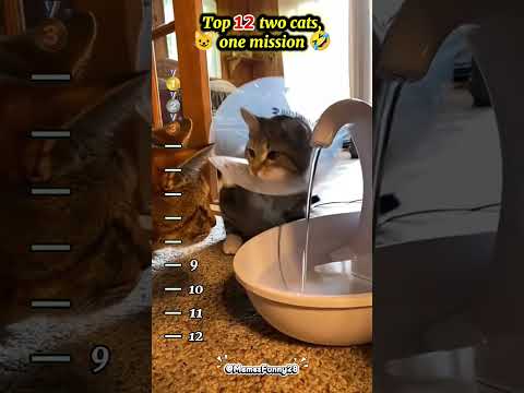😂Top 12 most 2 cats, one mission you will love🥰.#shorts