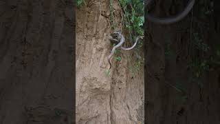 Indian Python Snake vs Cobra Snake #shortsvideo #youtubeshorts #trending