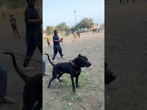 Bully Dog Ny Pitbull Py Bhava Bol Diya 😱 #samadpetsvlog #doglover #youtubeshorts #bullykutta #short