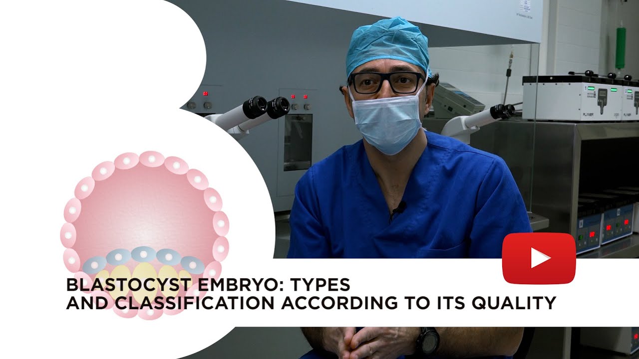 Blastocyst embryo: What it is, advantages, types and classification according to its quality