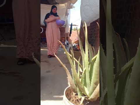 الروتين اليومي في البيت