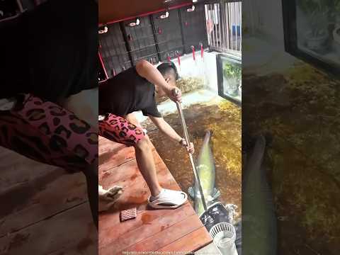 Really put the fish in the water #shortvideo #trending #shorts #fish