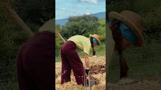 My organic dream garden unexpected story (Watch Full Ep.) #garden #slowliving #dailyroutine #story