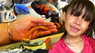 Menangkap ikan RTC Besar, Ikan Falmas, Cupang, Nila, Koi, Manfish, Kafiat, Koi, Oscar & Gurame