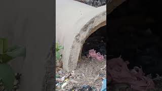 #newbornpuppies #strays_dog #doglover Gutlu gave birth to 2 pups on 1st Mar 2025 inside a kabrastan