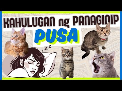 🐈 Kahulugan ng PANAGINIP ng PUSA |  IBIG SABIHIN kung nanaginip ng puti, itim at iba pa na PUSA