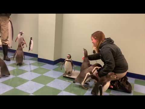 Penguins weigh in at the Saint Louis Zoo