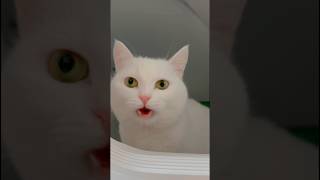 Мята решила отомстить Аляске?!😰 #котики