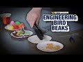 Adaptations and Engineering Design Process