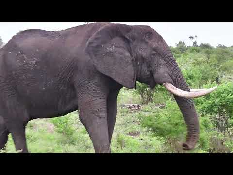 African Elephant large bull having a stroll and another swimming in Kruger National Park