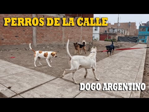 Sacando a pasear DOGO ARGENTINO por las calles - paseo canino 🐶