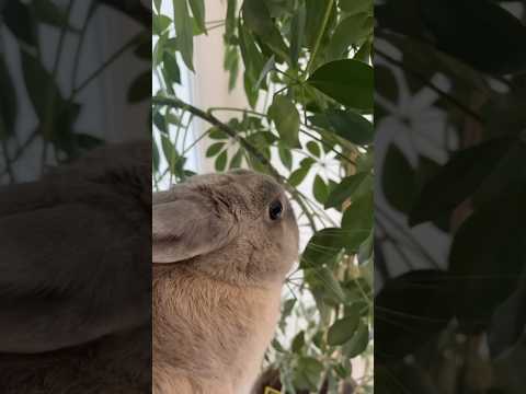 Insta : pantoufle_lapinf πΊπ #chaussette #bunny #lapins #cute #pantoufle #rabbit #pets #dance