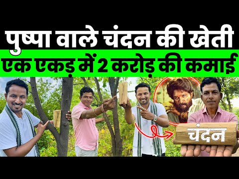 सोने से भी ज्यादा कीमत है इसकी😱💯करोड़ों को फायदा देने वाली Sandalwood Farming💰💯Indian Farmer