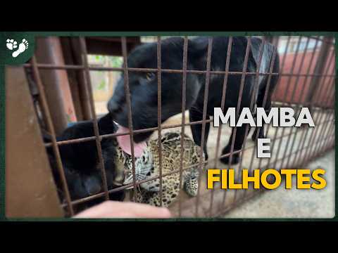 Dia de Manutenção nos recintos dos animais! | Tiago Jácomo