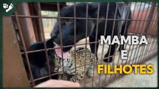 Dia de Manutenção nos recintos dos animais! | Tiago Jácomo