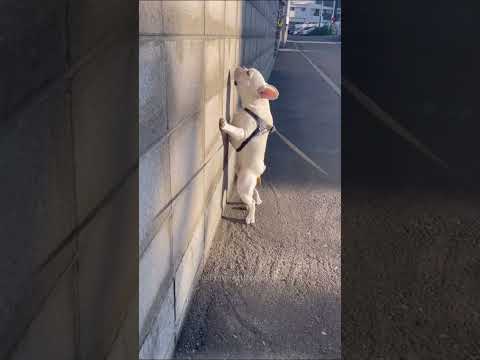Episode 23 | Funny dogs 🤣🤣#dog #dogs #funnydogs #funnyvideo #funnypetslife #foryou