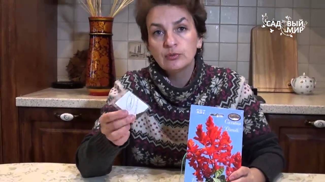 Однолетние цветы для сада Сальвия новые сорта