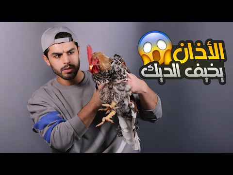 اغرب التجارب مع الحيوانات ! 🐸 1 | عمار ماهر