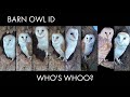 Identifying Barn Owls and Their Features