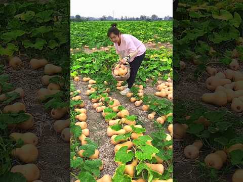 चाइनीज कोहड़ा की खेती 😲 #farming