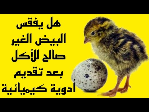 هل يفقس البيض الغير صالح للأكل بعد تقديم أدوية كيميائية .