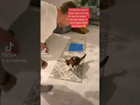 23 Year Old Cat Happy To See Dad After A Week Apart