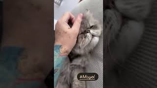 Ya nos queremos ❤️ ¡hago amigos fácilmente ! | Faisy