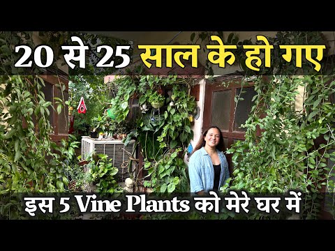 20 से 25 साल के हो गए इस 5 Vine Plants / Climber Plants / Creeper Plants को मेरे घर में