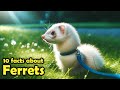 Ferret Care and Behavior Trivia